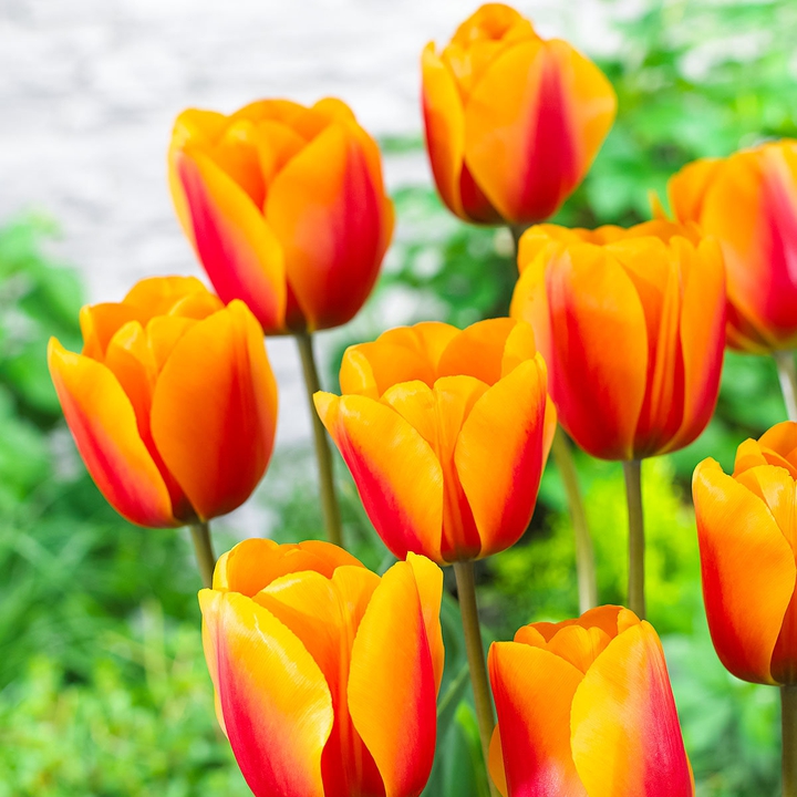nice tulips