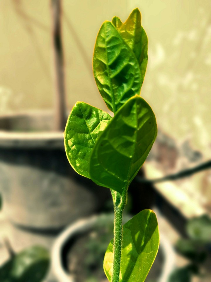 Jasmine tree