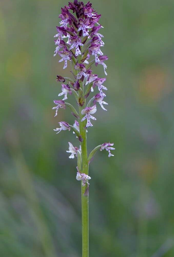 Orchid