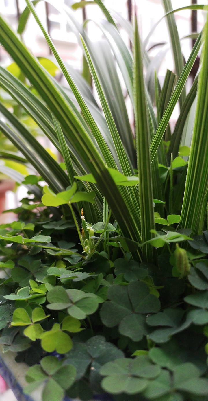 Orchids and clover