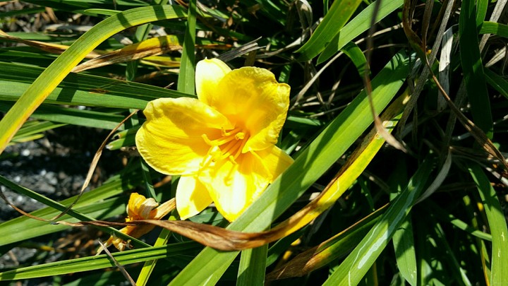 Covered in Yellow