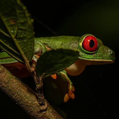 snout, agalychnis Hintergrundbilder