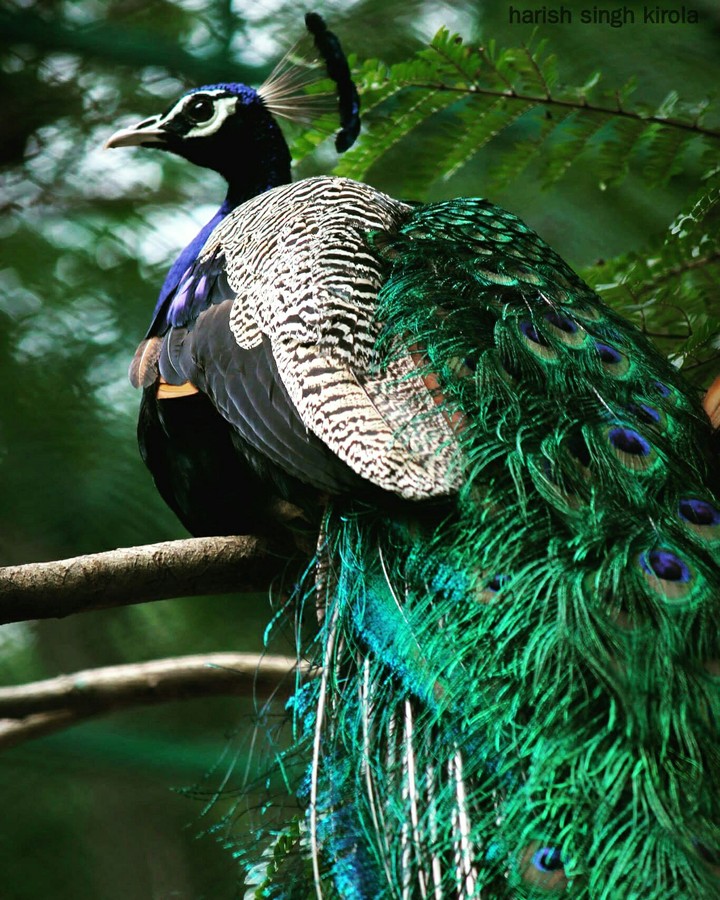 incredibleindia