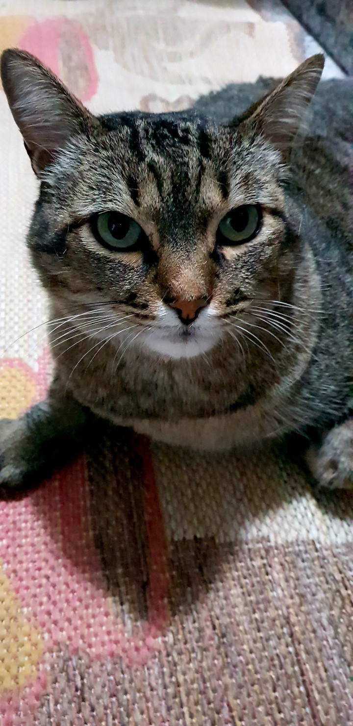 cat <3
