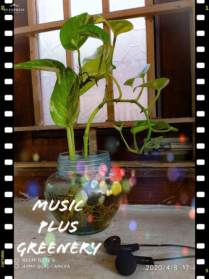 music and Greenery