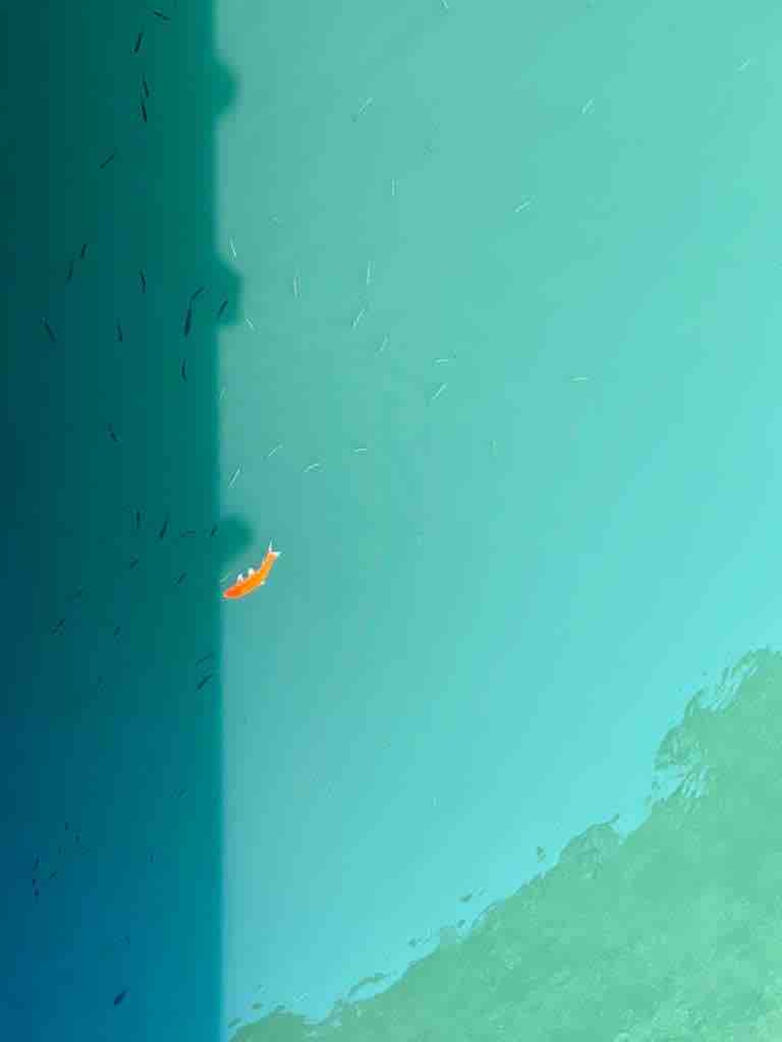 Koi Carp