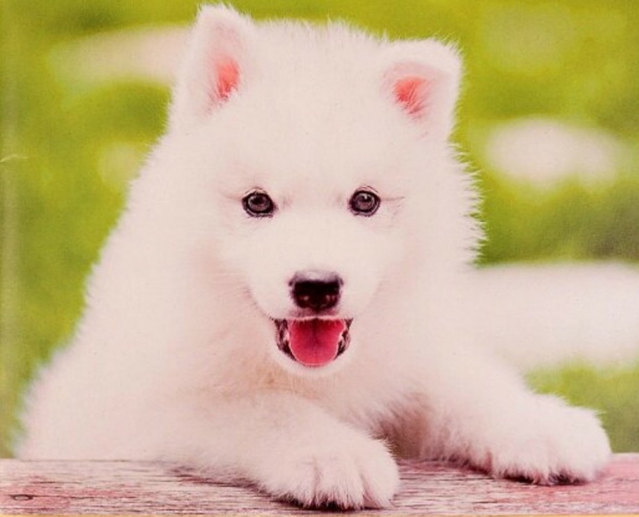 cute puppy