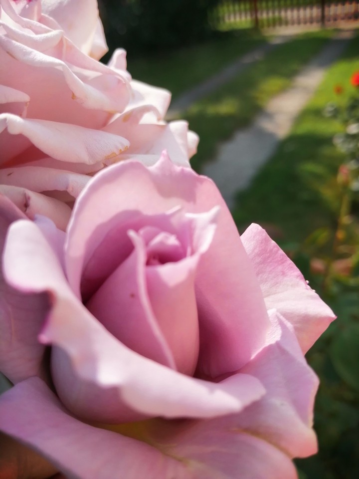 rose