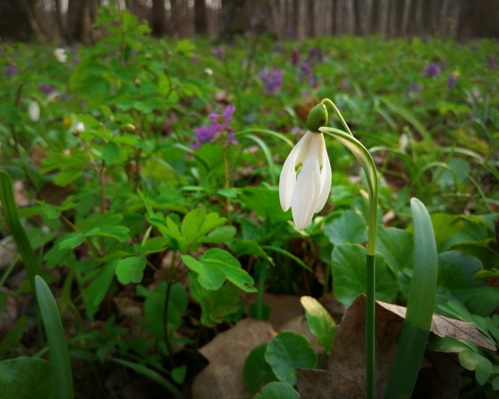 Cutie spring