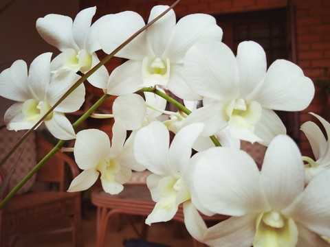 flower white snow