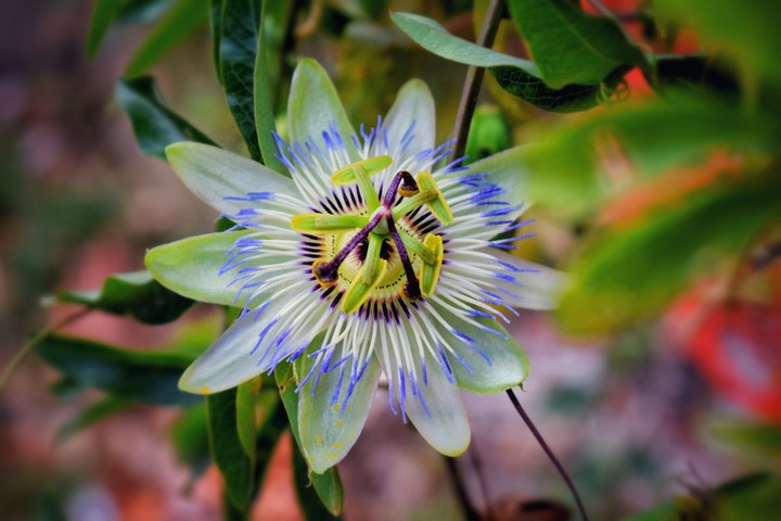 flower III.