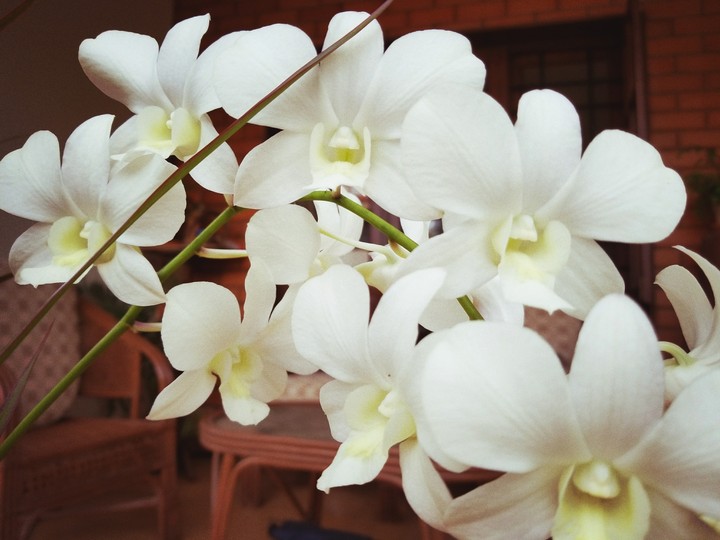 flower white snow