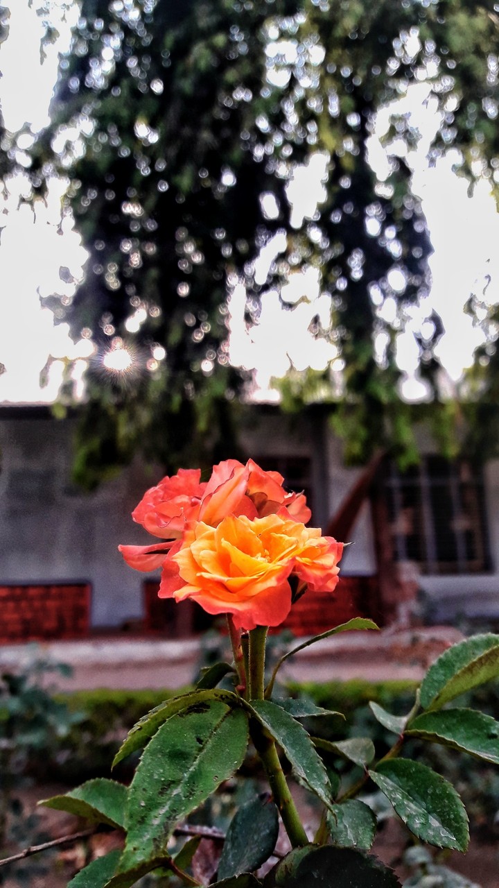bokeh rose....