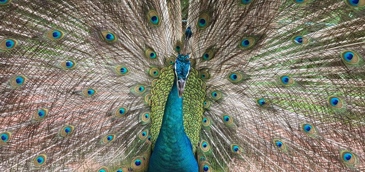 peacock