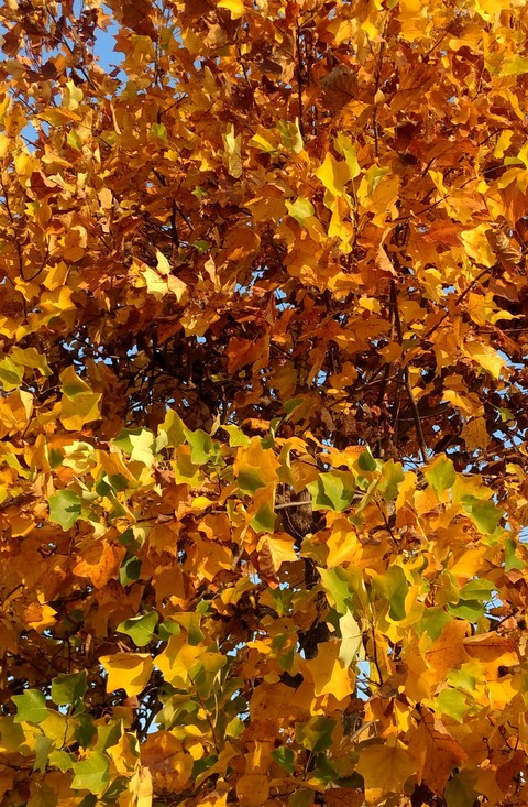 autunno