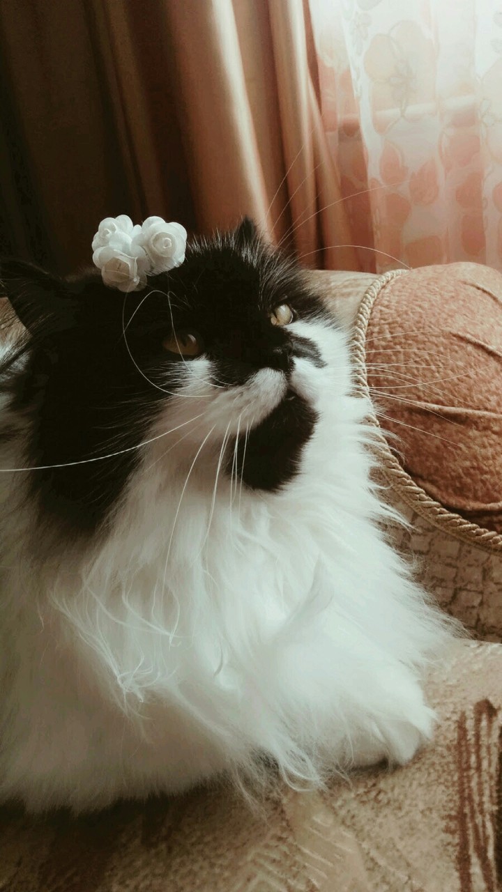 고양이