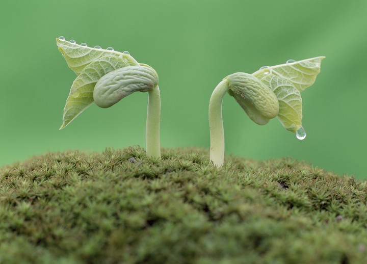 식물이미지