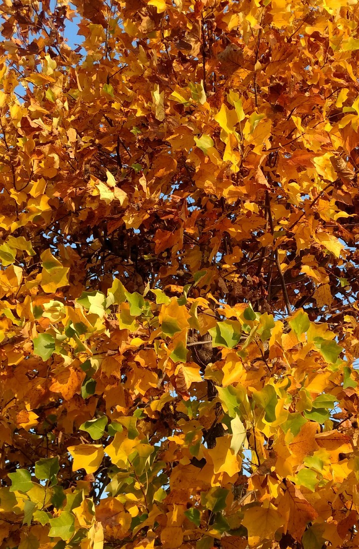 autunno