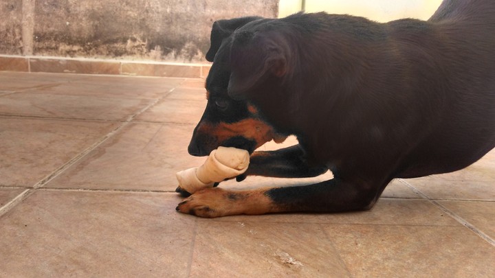 Dog and toy bone