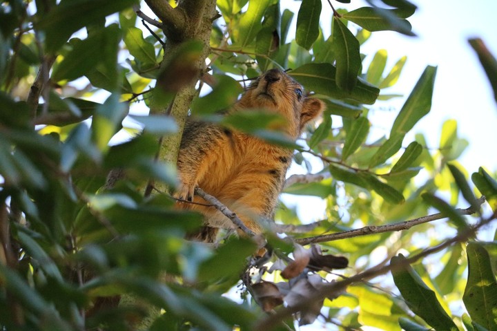 hide and seek with squirrel