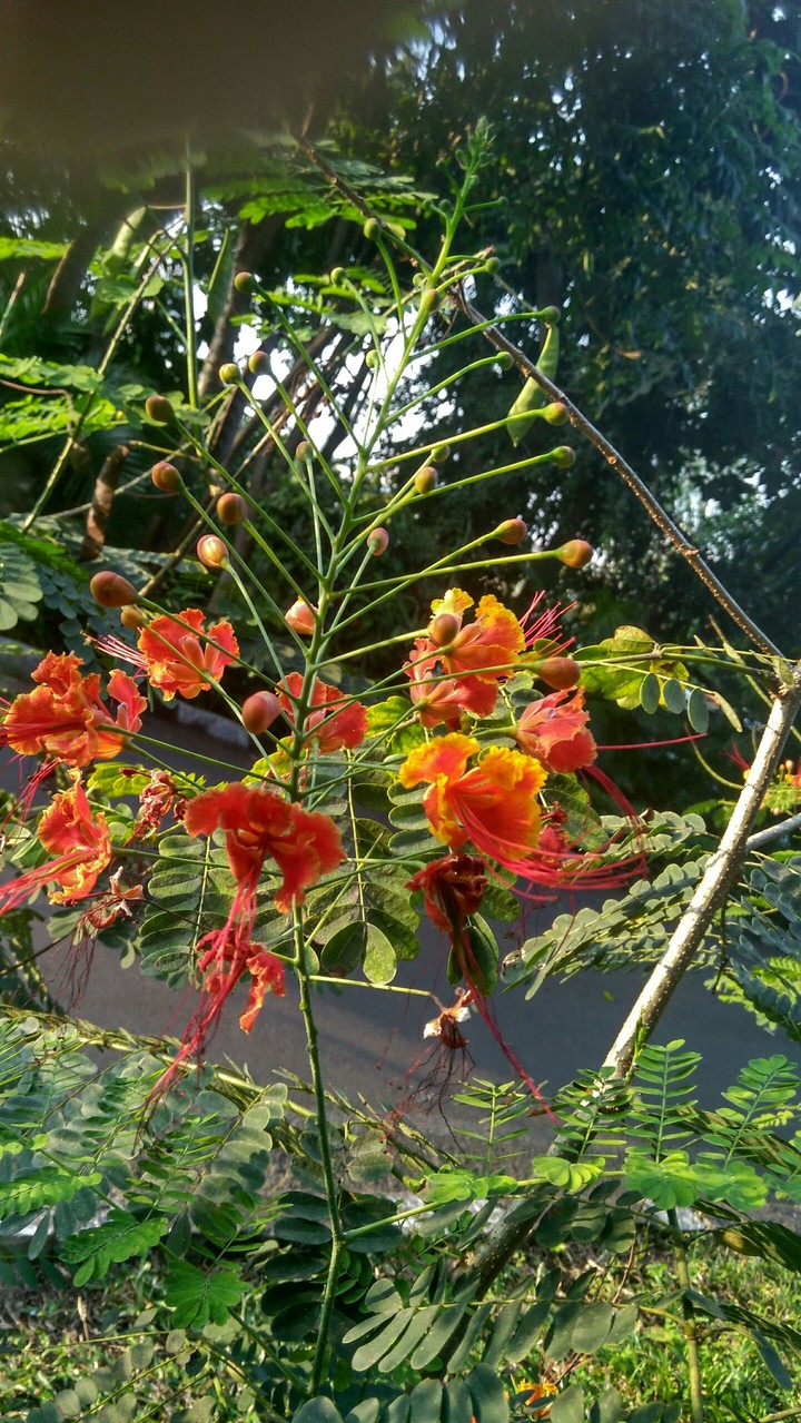 flower