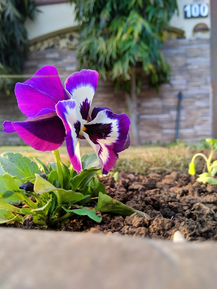 A Flower