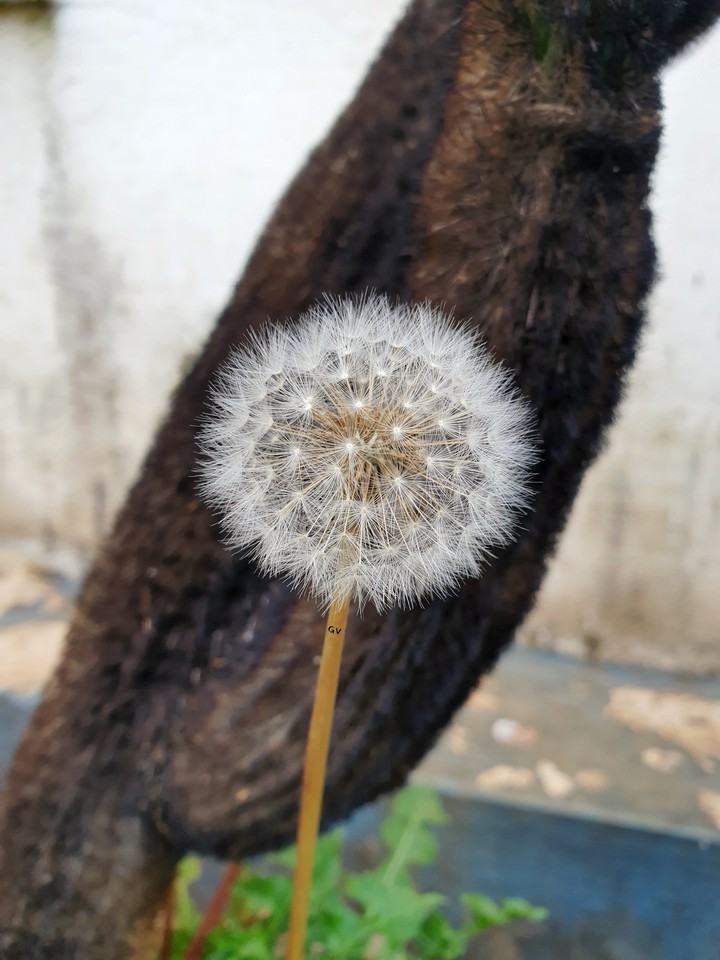 Dandelion