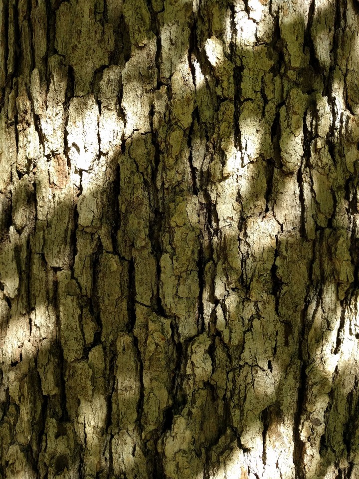 Light & Shadows on a Tree (Alt)