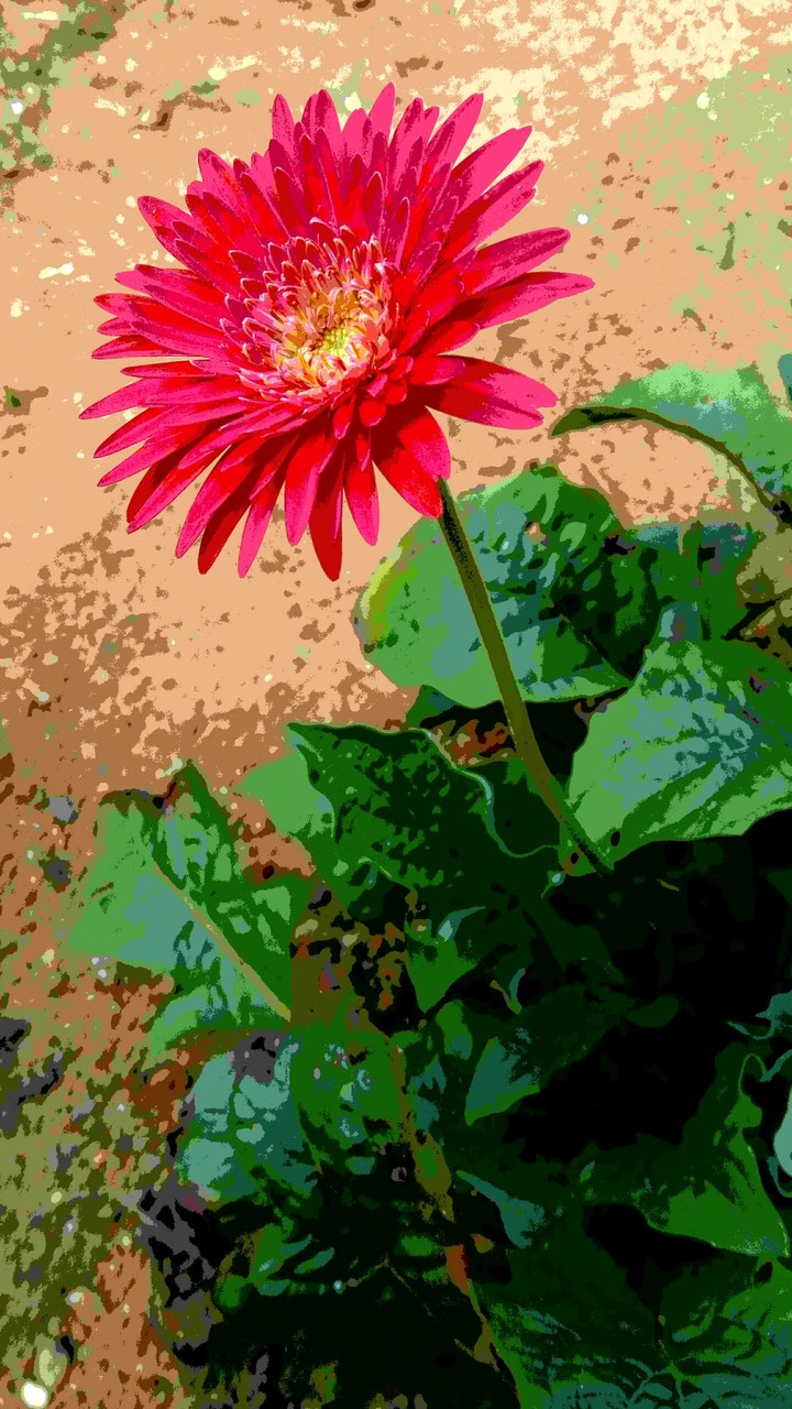 Daisy flowers
