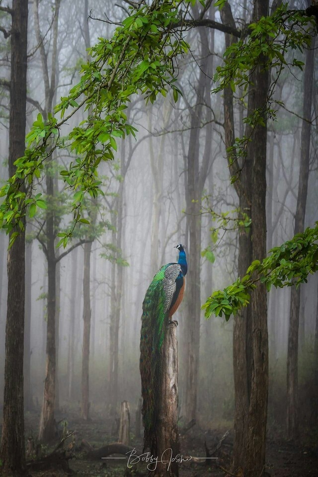 peacock