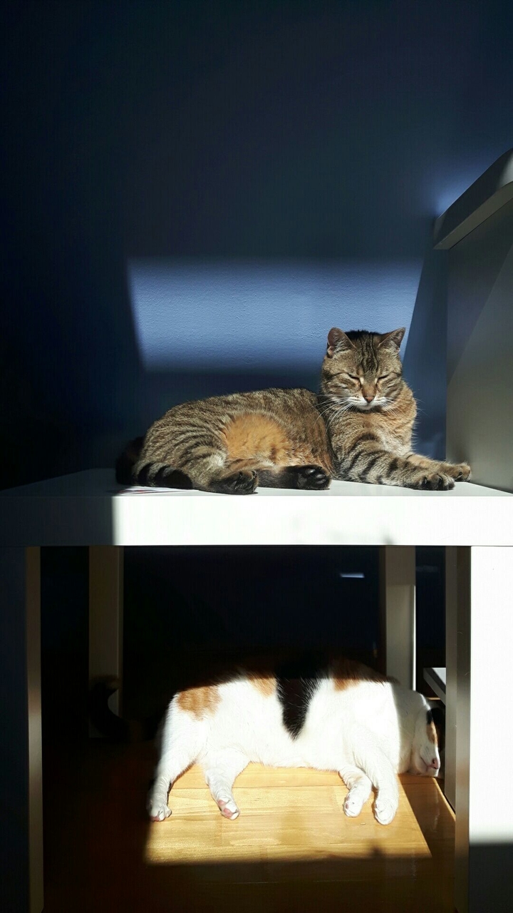 cats 