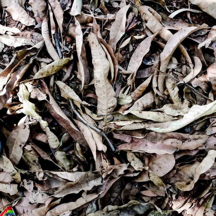 old leafs
