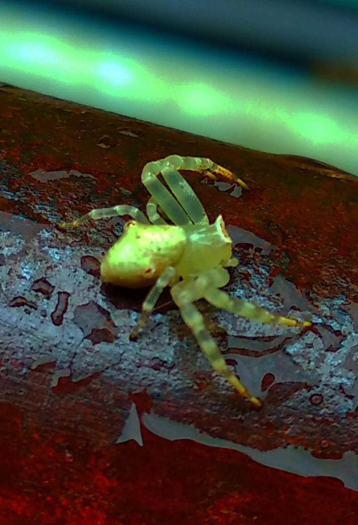 Insects, Spiders, Bugs, Flies