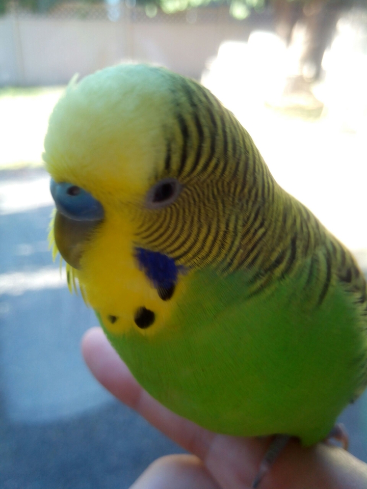 Cute Bird