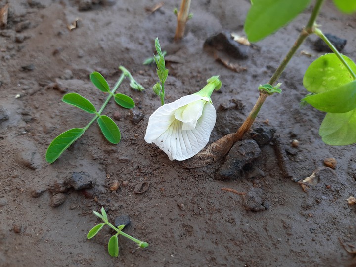 White Flower..