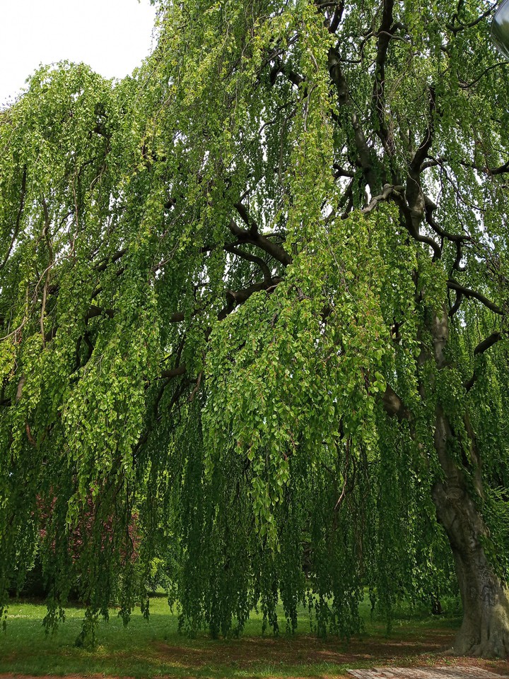 Wrocław, South Park