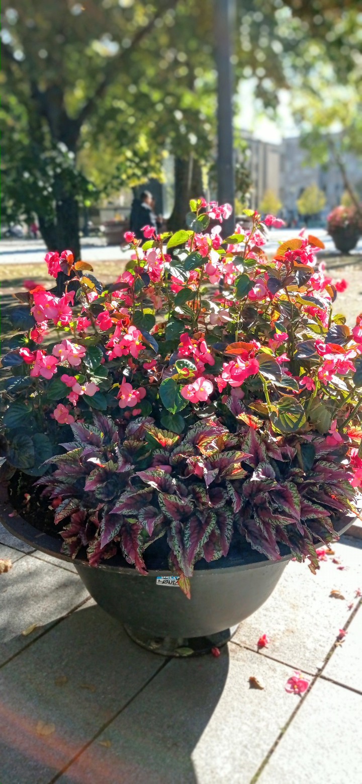 flower's