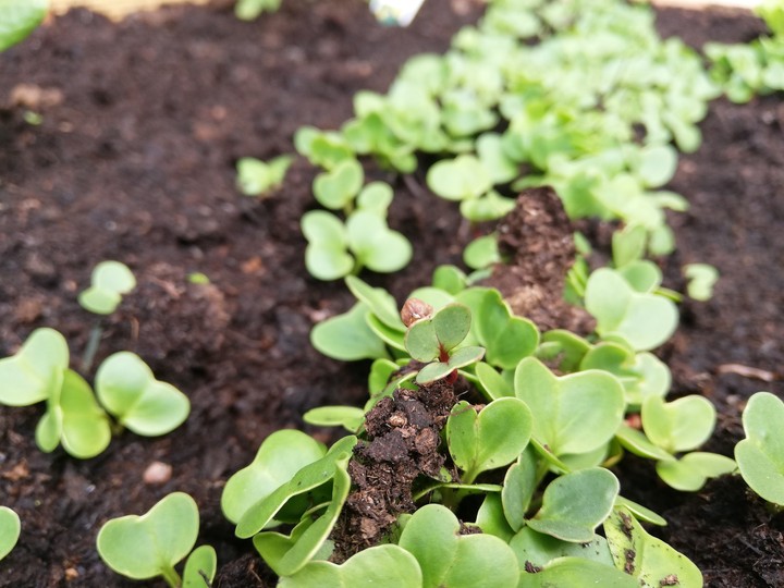 fresh plants