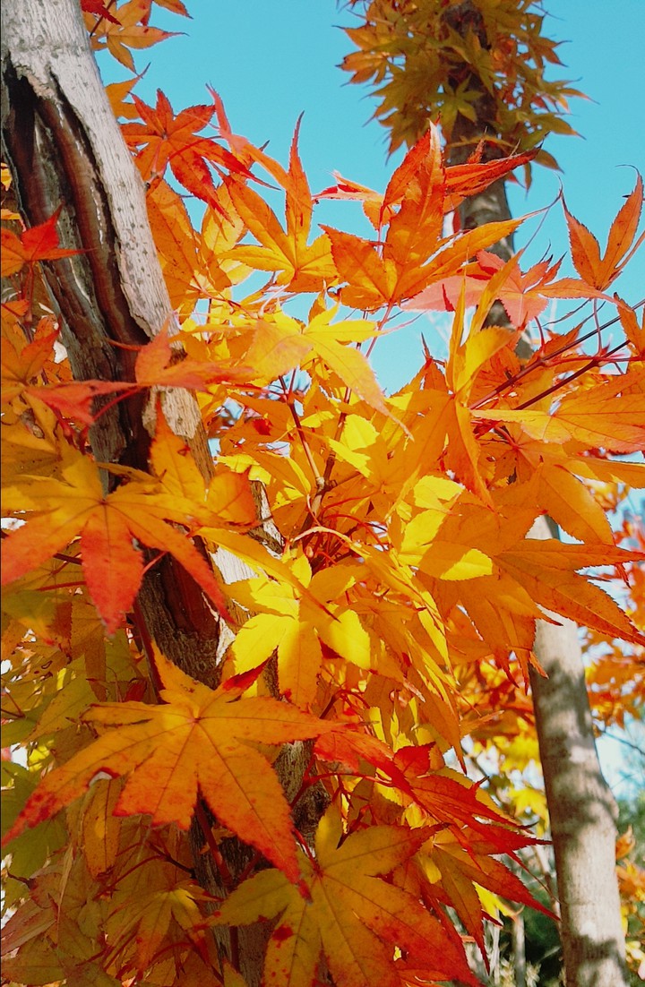 fall