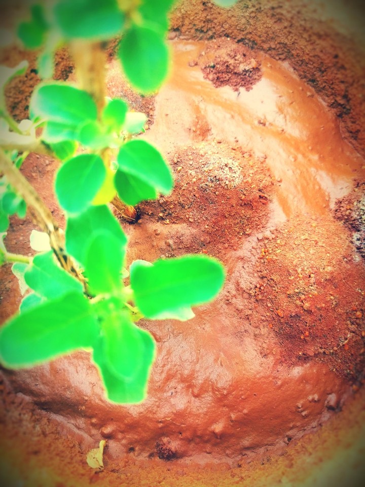Plant ☘️