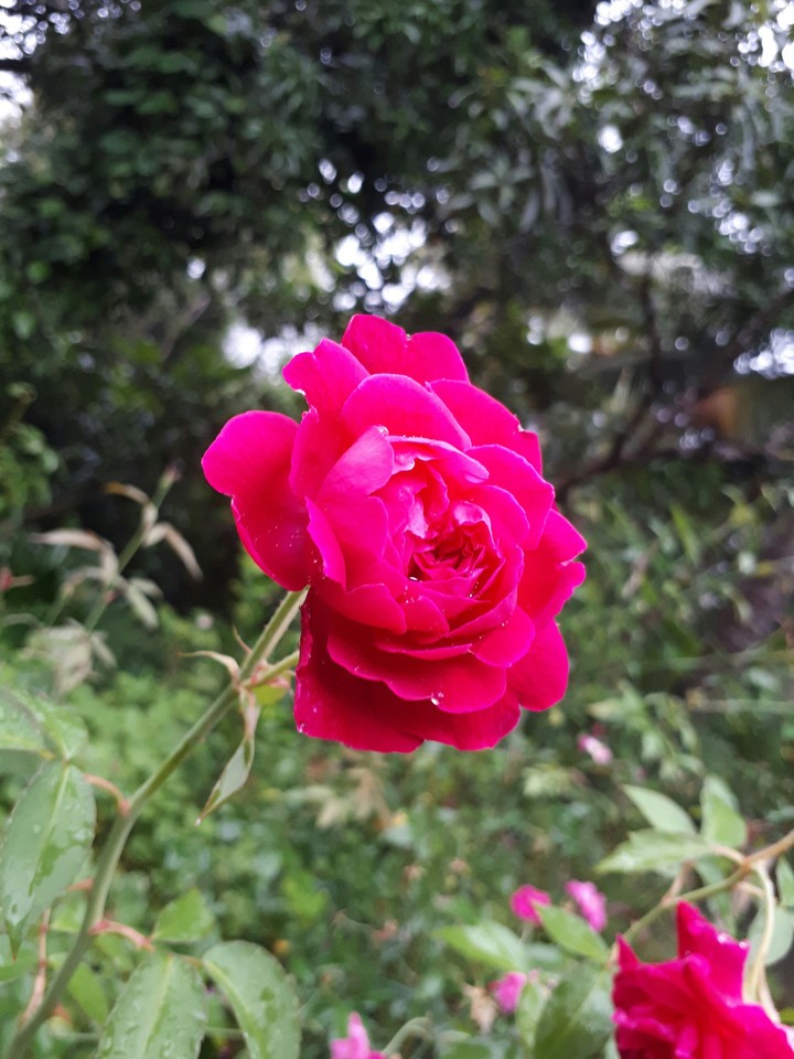 rose