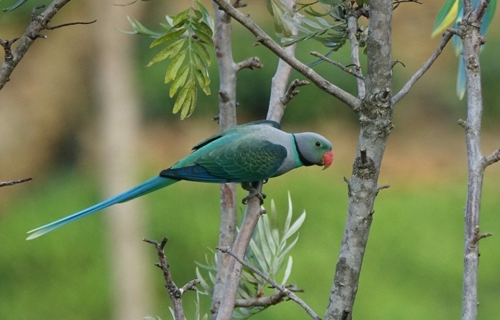 parrot