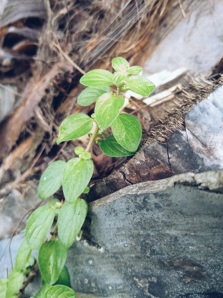 nature