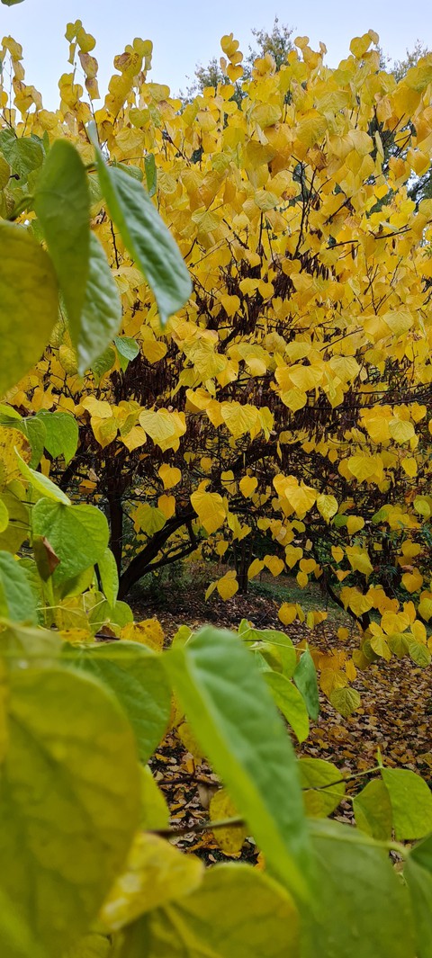 yellow trees