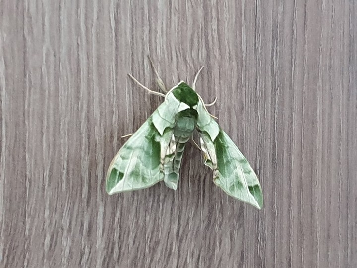 bug