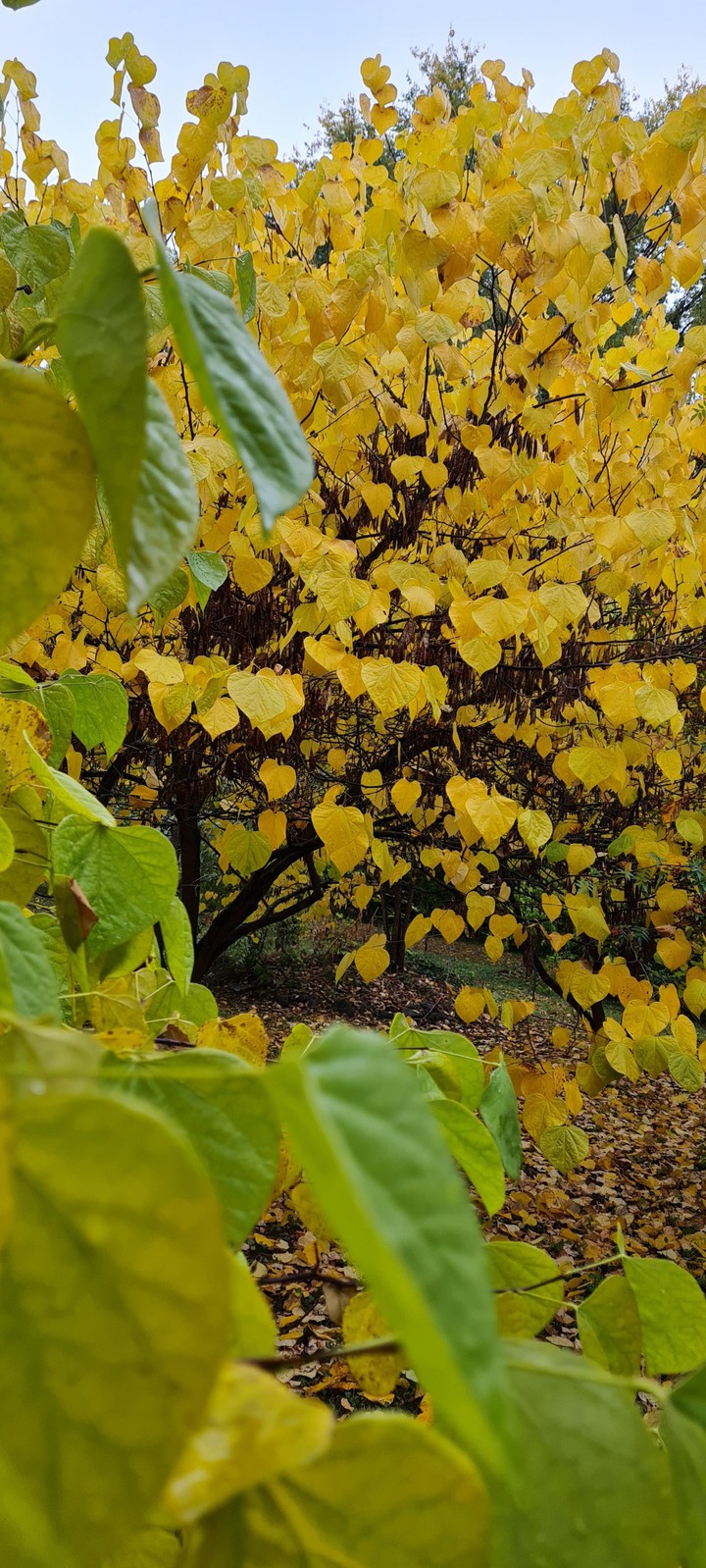 yellow trees
