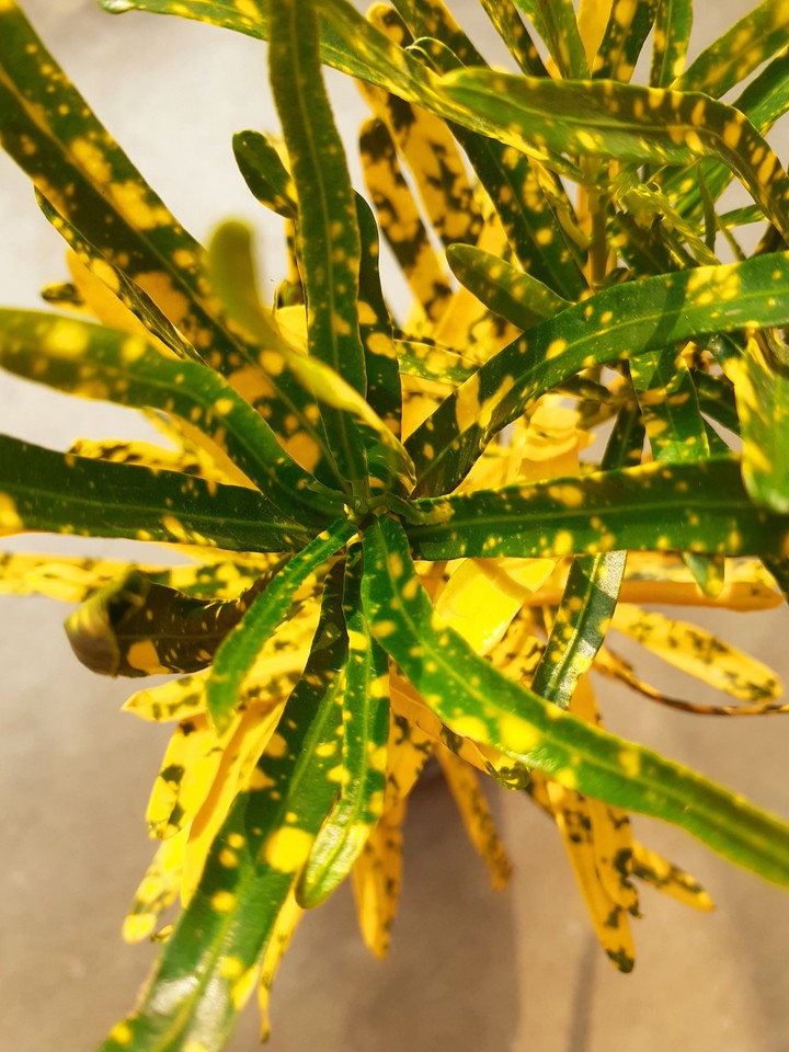 leaf