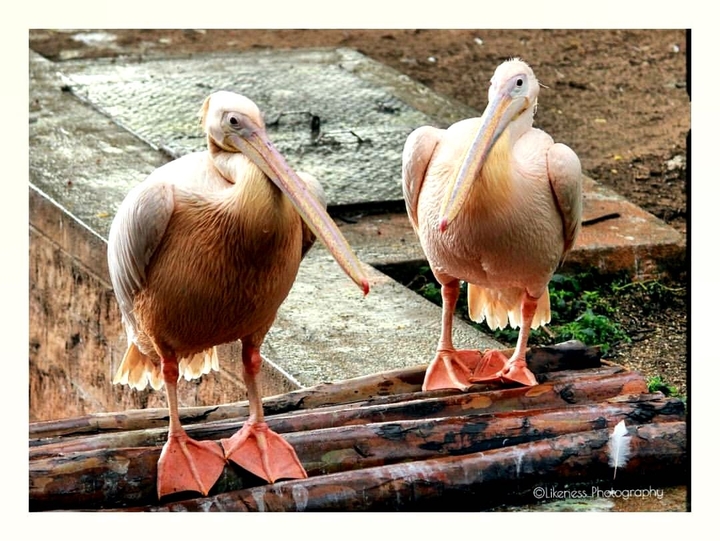 Beautiful Ducks