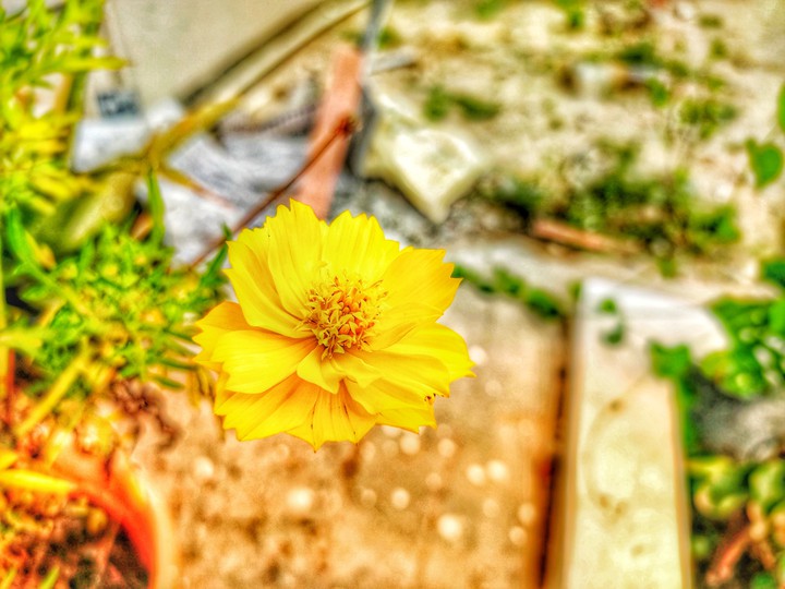 beautiful flower