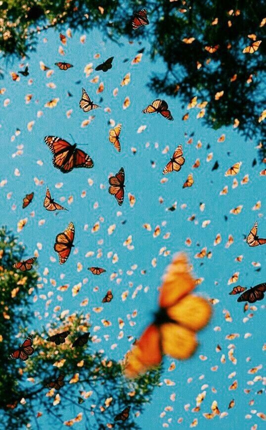 Butterflies